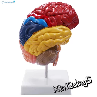 Anatomia Do Modelo Anatômico Cerebral 1 : 1 Meio Cérebro Suprimentos Laboratório De Ensino
