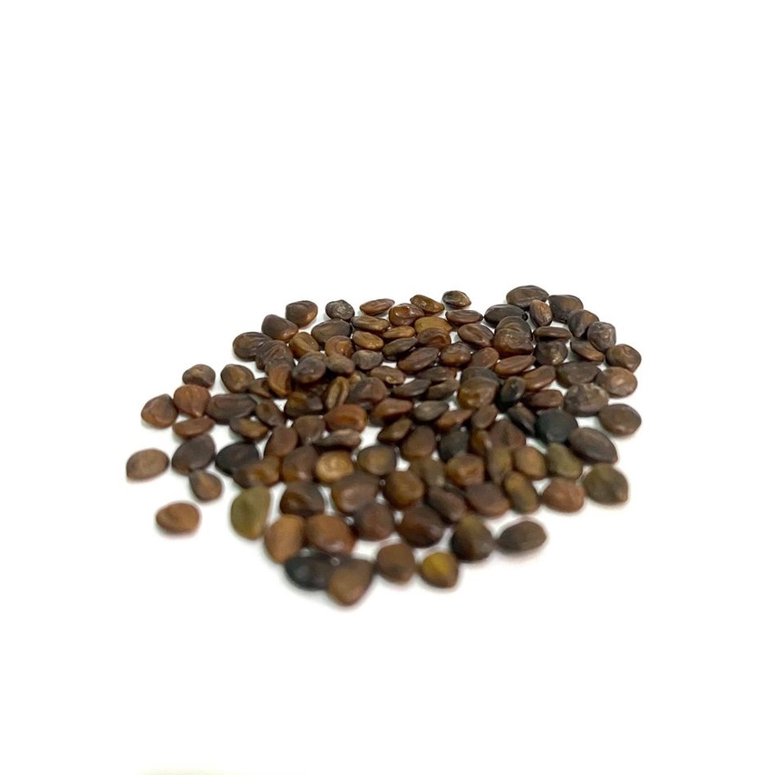 100 Sementes De Jurema Preta (mimosa Hostilis)