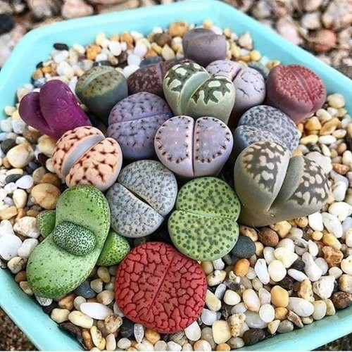 Lithops Mix Pacote com 30 Sementes Cactos Pedra Suculenta Garden Mania