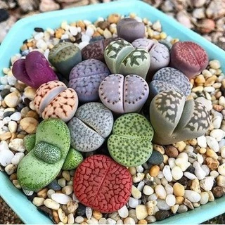 Lithops Mix Pacote com 30 Sementes Cactos Pedra Suculenta Garden Mania