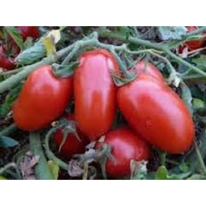 Tomate Rasteiro Rio Grande - 10g = 3300 sementes para plantio | Shopee ...