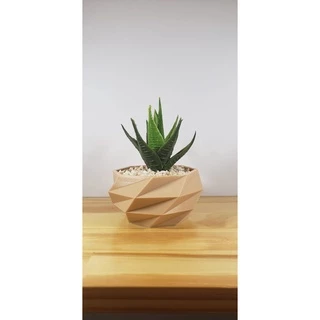 Vasos Geométrico Para Suculentas