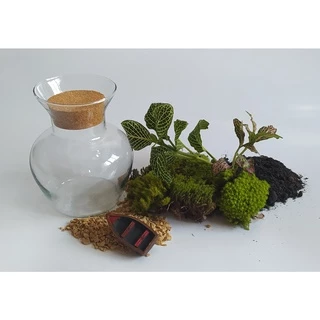 Kit Terrário P - Faça você mesmo!