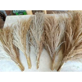 Buquê de Capim dos pampas. lindos para decoração artesanato entre outras utilidades.