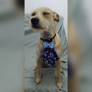 Gravatinha de tecido tamanho G