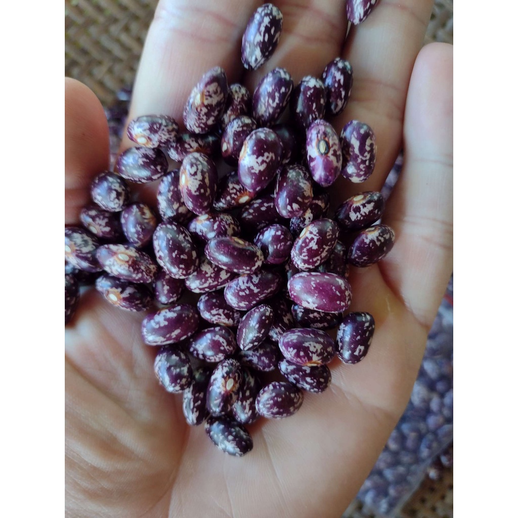 150 Sementes Crioulas de Feijão Amendoim Roxo Para o Plantio / Roxinho ...