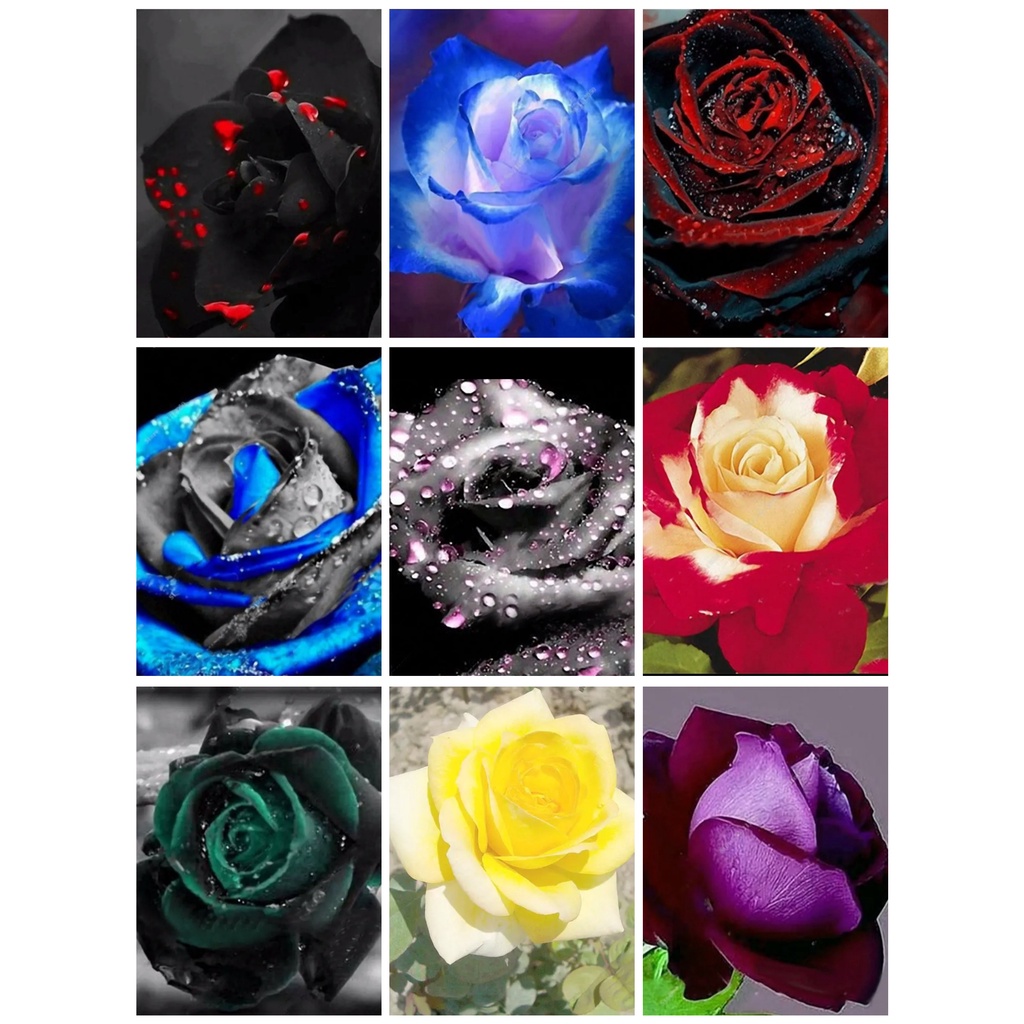 20 Sementes De Rosas Raras +Brinde Substrato | Shopee Brasil