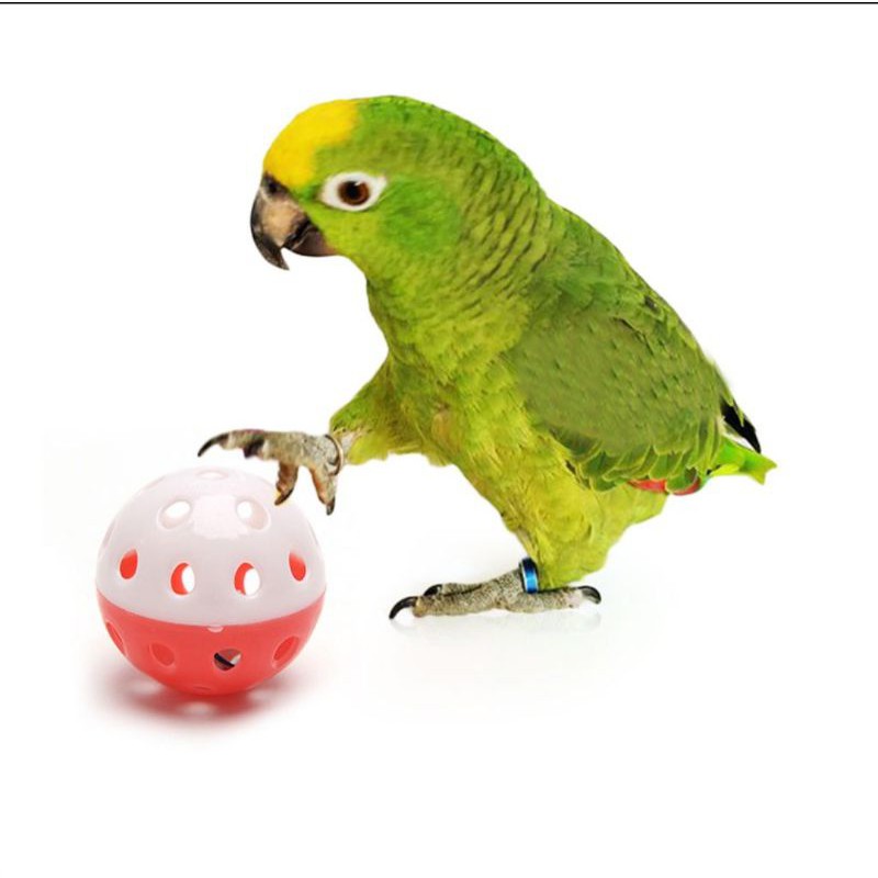 Jogos de papagaio brinquedos para pássaros, mini sapatos de lona para  mastigar decoração de mordida, gaiola