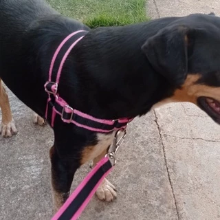 Coleira cinta antipuxão educativo adestramento guia resistente treinamento de cães Chow Chow Huskie Border Collie pronta entrega