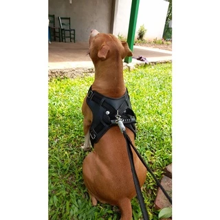 Peitoral Coleira Cachorro em couro com alça e guia com amortecedor Adestrar Pet Pitbull Pastor Rottweiler