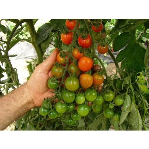 80 Sementes De Tomate Cereja (importadas) Italiano