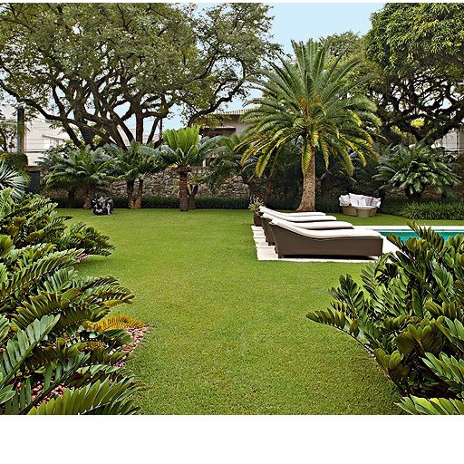 Grama bermuda - imagem 3