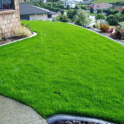 Sementes de Grama Bermuda Para Jardim Folha Fina Envelope 10.000 sementes