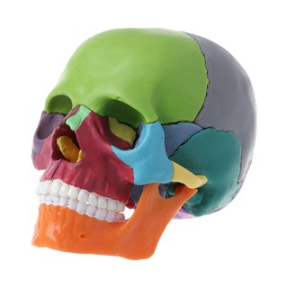 Rato 15 Pçs / Set 4d Desmontado Cor Crânio Modelo Anatômico Destacável Ferramenta De Ensino Médico