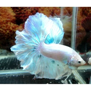 Ração Peixe Betta - Beta De Alta Qualidade 100 Gramas