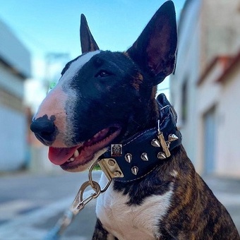 Coleira de cachorro de couro genuíno cravejada de luxo para pit bull  Doberman de raça grande G GG