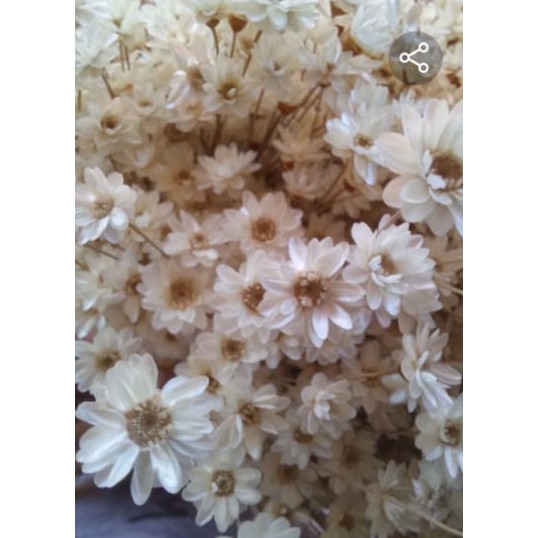 100 flores sempre vivas trançadas cor natural EXTRAS LINDAS NA PROMOÇAO