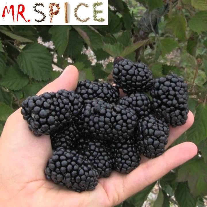 50 Sementes Sadias De Amora Gigante Blackberry Tcrow Shopee Brasil