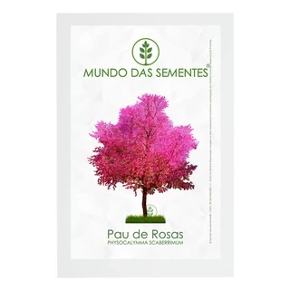 30 Sementes de Pau de Rosas Physocalymma scaberrimum | Premium | Mundo Das Sementes®