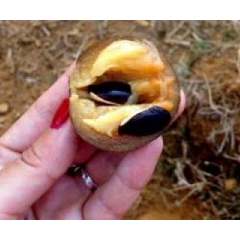 3 sementes de Sapoti | Shopee Brasil
