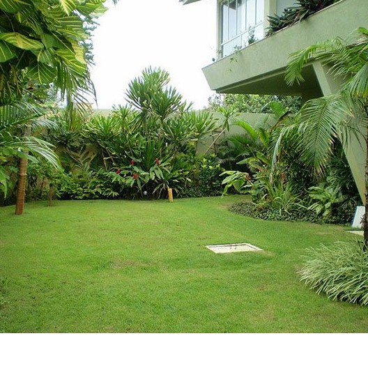 Grama bermuda - imagem 1