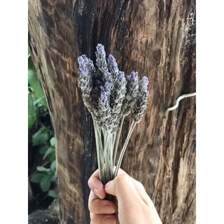 Arranjo de Flor de Lavanda com cabo desidratada Lavandula dentata azul