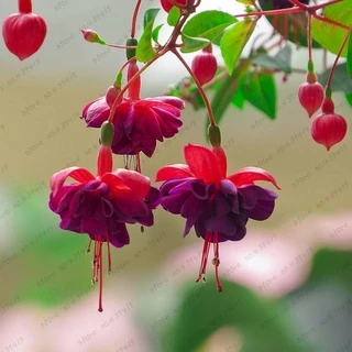 10 Sementes Brinco De Princesa Diversas Cores Rosa Flor