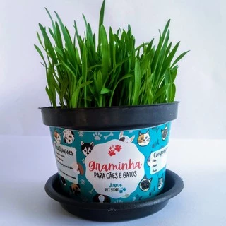 Grama Graminha para Pets - Cachorros e Gatos