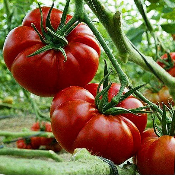 tomato em Promoção na Shopee Brasil 2026
