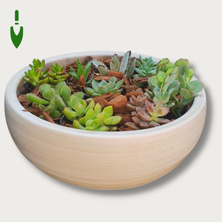 Vaso para Arranjo de Suculentas em Cerâmica cor Palha 26cm
