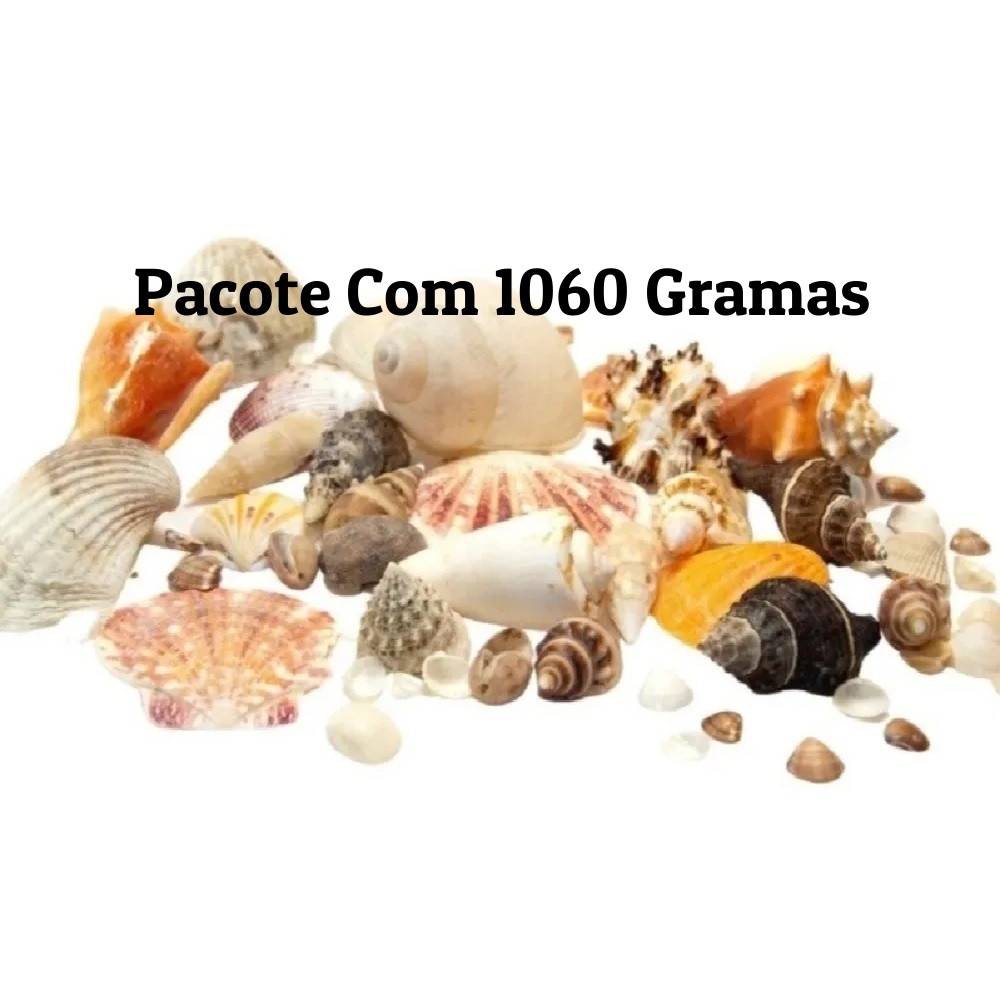 Mix Conchas do Mar - Conchinhas Naturais - Concha Praia - Concha ...