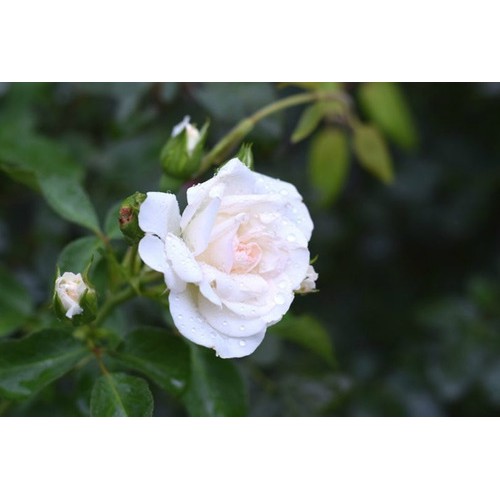 100 Sementes De Mini Rosa Branca | Shopee Brasil