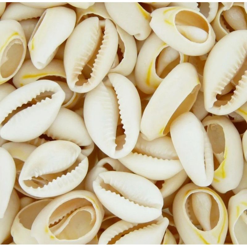 50 Búzios Natural Concha Colar Pulseira 1,5cm a 2,5cm | Shopee Brasil