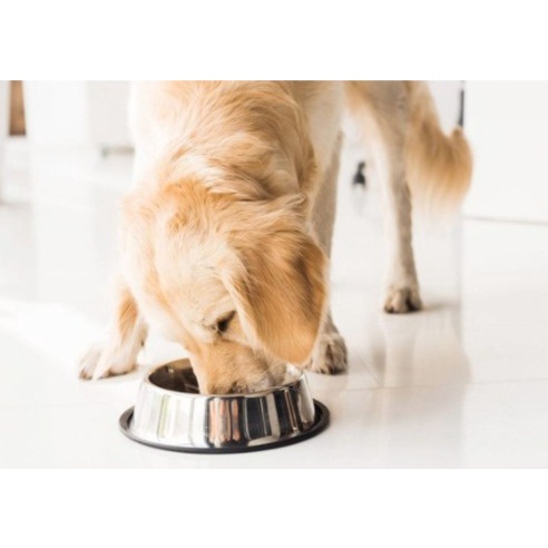 Comedouro bebedouro para gatos e cachorros pote de ração recipiente inox