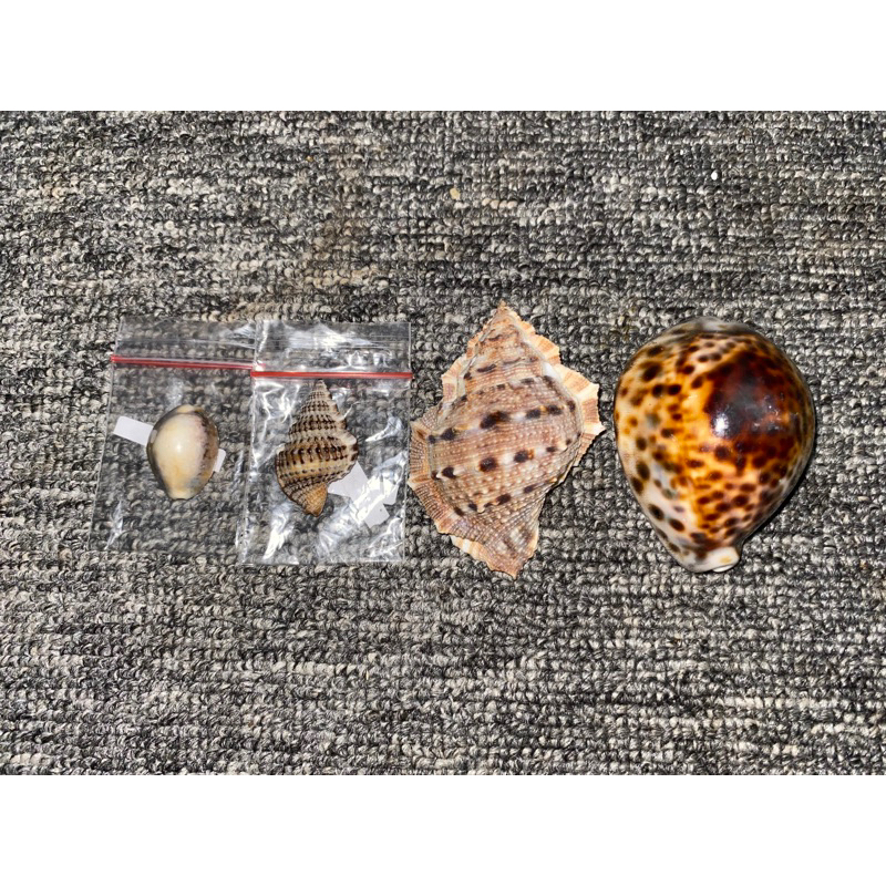 Shell SHELLS Para Coleção | Shopee Brasil