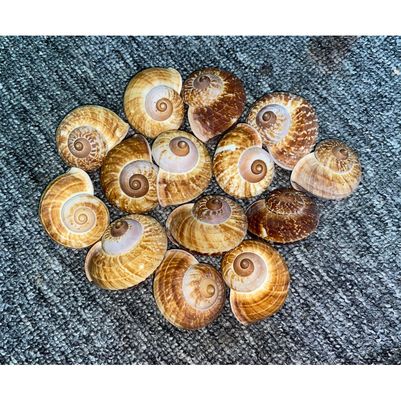 Shell SHELLS Para Coleção | Shopee Brasil