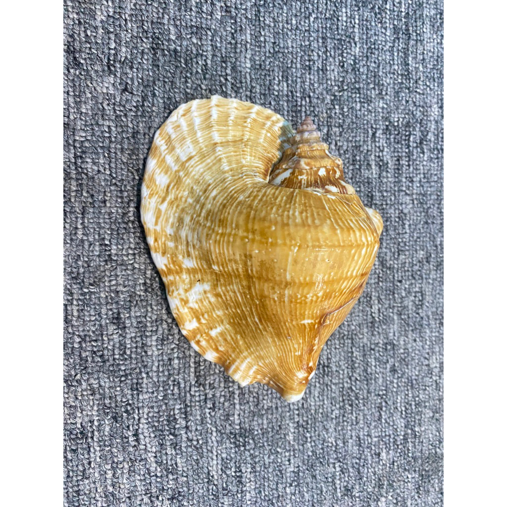 SHELLS Para Coleção | Shopee Brasil