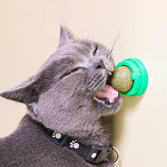 Bola de Catnip de 4 Peças Montada na Parede Brinquedo de Bola de Catnip  Brinquedo de Bola de Catnip Giratório em 360° para Gatos Limpa Os Dentes e  A