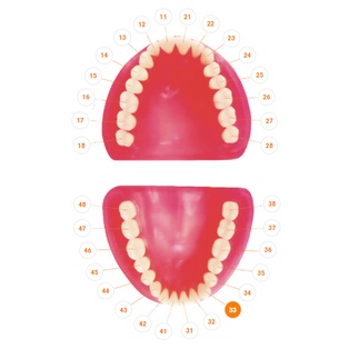 Dente Para Manequim De Dentistica 33 - Pronew