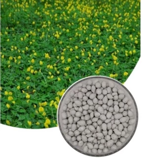 Grama Amendoim - Comprar com Melhor Preço em Lanches