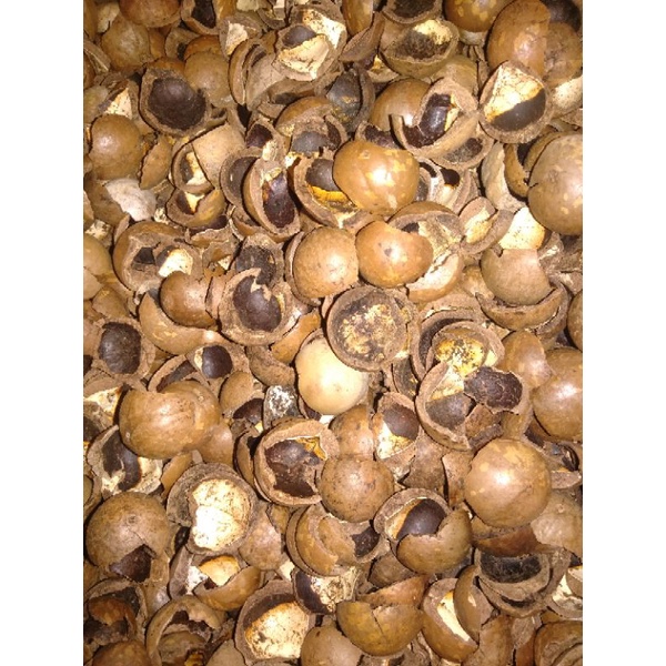 2kg de Substrato Casca de macadâmia Higienizada 5 litros