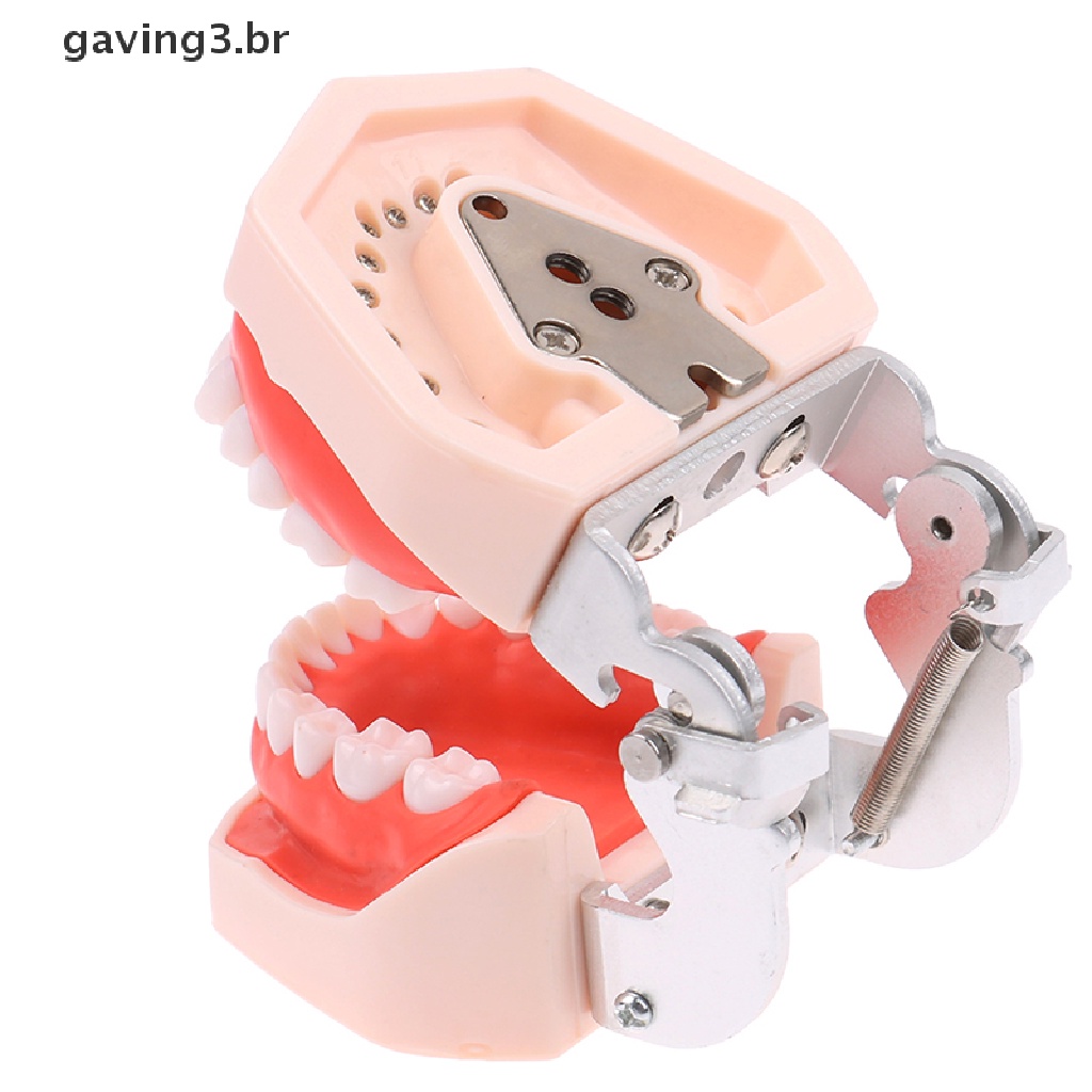 Modello Dentale Per Pratica Rialzo Del Seno Mascellare – Easyinsmile, Resin