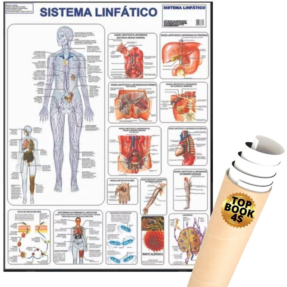 Poster Sistema Linfático Mapa Anatomia Corpo Humano Medicina Estudo Livro