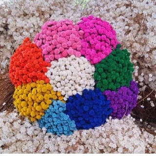 Botão Sempre Viva , kit com 100 hastes de botão bolinha desidratado , várias cores