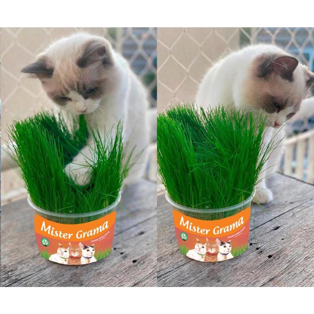 grama-para-gatos-mister-grama-shopee-brasil