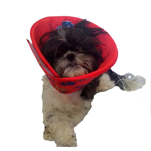 Colar Elizabetano Em Tecido Para Shih Tzu / Ihasa Apso