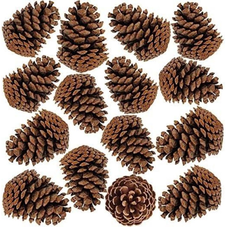 25 Pinhas naturais natal