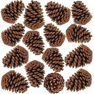 25 Pinhas naturais natal