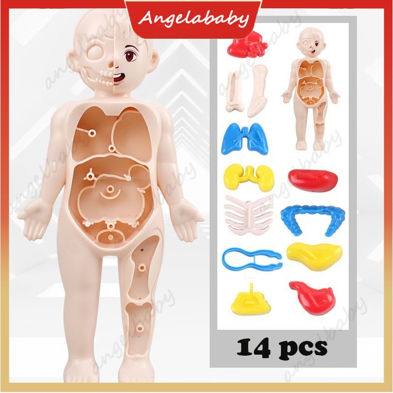 Corpo Humano, Brinquedo do Corpo Humano, Brinquedo de Ciências para  crianças 4+ anos