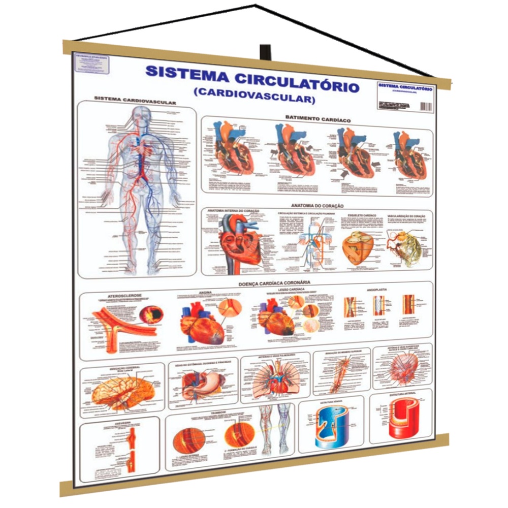 Orgaos Do Sistema Cardiovascular